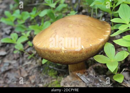 Steinpilz unter den Haselbeerblättern im Denali State Park in Alaska Stockfoto