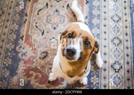 Liebenswert Jack Russel warten auf einen Speck Leckerbissen. Stockfoto