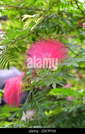 Nahaufnahme von schönen rosa Blüten des Regenbaums, Samanea saman, eine Art blühender Baum in der Familie der Erbsengewächse. Auch bekannt als Affenschote. Stockfoto