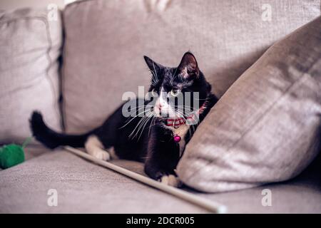 Schwarze Katze auf der Couch Stockfoto