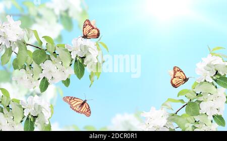 Äste von Apfelbaum mit weißen Blüten und drei Schmetterlingen. Horizontales Banner mit schönen blühenden Apfel auf unscharfen sonnigen blauen Himmel Hintergrund. Stockfoto