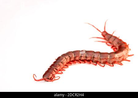 Roter Tausendfüßler isolierter weißer Hintergrund. Stockfoto