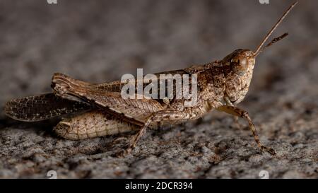 Stichtelgrasschrecke der Gattung Orphulella Stockfoto