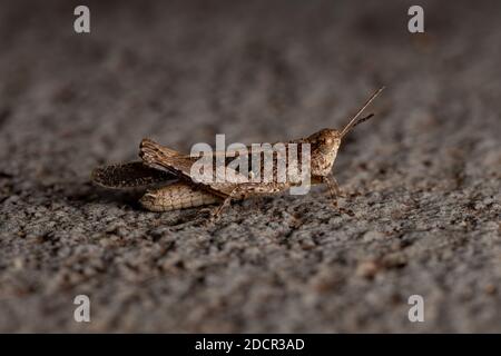 Stichtelgrasschrecke der Gattung Orphulella Stockfoto