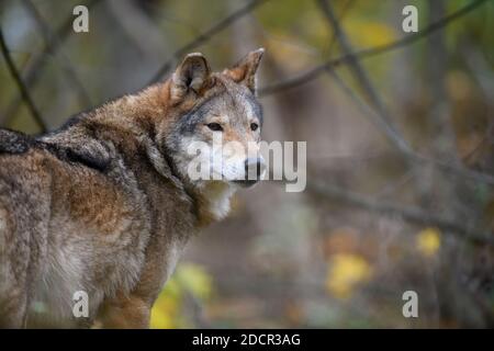 Nahaufnahme Wolf im Herbst Wald Hintergrund. Tier in der Natur Lebensraum Stockfoto