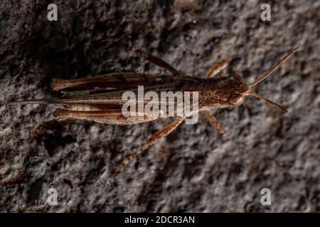 Stichtelgrasschrecke der Gattung Orphulella Stockfoto