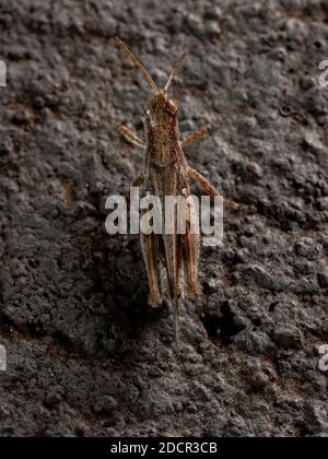 Stichtelgrasschrecke der Gattung Orphulella Stockfoto