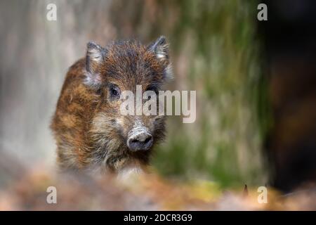 Baby Wildschwein, Sus scrofa, läuft roten Herbstwald im Hintergrund. Tier in der Natur Lebensraum Stockfoto
