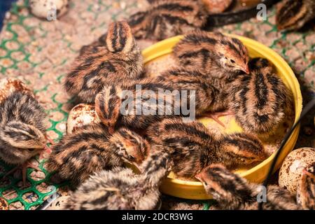 Die Wachtel im Nest ist aus dem Ei. Stockfoto