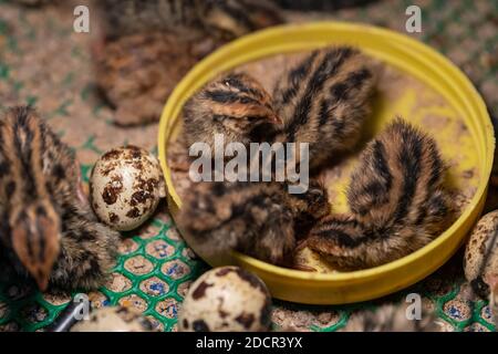 Die Wachtel im Nest ist aus dem Ei. Stockfoto