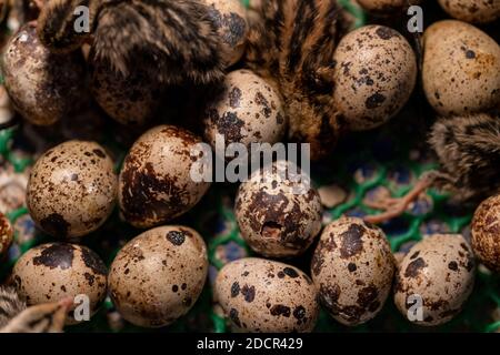 Die Wachtel im Nest ist aus dem Ei. Stockfoto