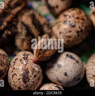 Die Wachtel im Nest ist aus dem Ei. Stockfoto