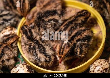 Die Wachtel im Nest ist aus dem Ei. Stockfoto