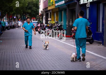 Huzhou, China, 2020. September 28: Tierarzt geht mit Hund in der Nähe der Tierklinik. Tierpflegekonzept. Veterinärdienste Stockfoto