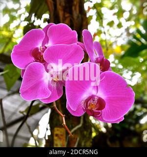 Eine Nahaufnahme einer schönen rosa Orchideenblume in voller Blüte. Stockfoto