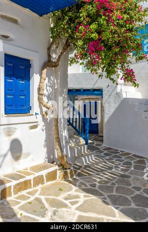 Traditionelle kykladitische Gasse mit schmalen Straßen, weiß getünchten Häusern und blühenden Bougainvillea Blumen in parikia, Paros Insel, Griechenland. Stockfoto