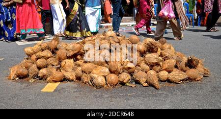 Ein Stapel Kokosnüsse in einer Straße in Little India, Penang, in Vorbereitung auf die Ankunft der zeremoniellen Wagen während des Hindu-Festivals von Thaipusam. Stockfoto