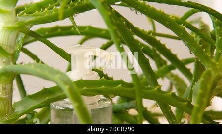 Coronavirus Händedesinfektionsmittel mit Aloe-Extrakt-Gel-Abgabe für Handhygiene, Gesundheit Prävention. Nahaufnahme, selektiver Fokus Stockfoto