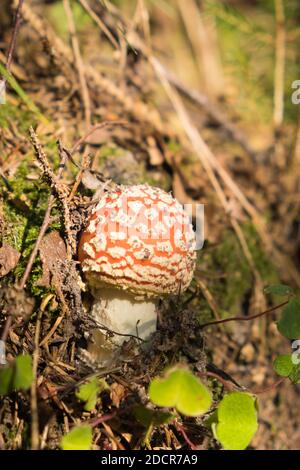 Giftiger Pilz, Toadstool oder Fliegenamanita Stockfoto