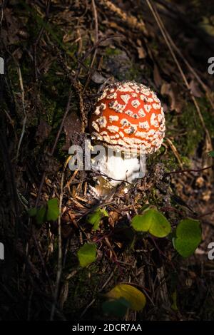 Giftiger Pilz, Toadstool oder Fliegenamanita Stockfoto