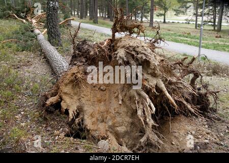 Sturmschäden in einem Park, verursacht durch starke Winde.Malmkoping schweden Stockfoto