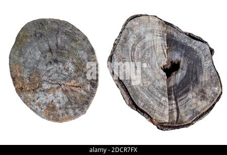 Nahaufnahme von Querschnitt Schnitt Baumstamm auf einem weißen isolierten Hintergrund, Holzstruktur. Set Stockfoto