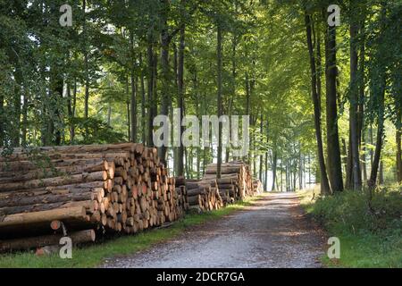 Breiter Wanderweg im Teutoburger Wald mit Holzpfählen, Deutschland Stockfoto