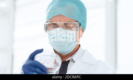 Wissenschaftler in Schutzhandschuhen hält eine Petrischale. Stockfoto