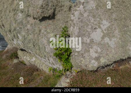 Grüner Laub eines Evergreen Karo-Strauches (Pittosporum crassifolium) Wächst durch einen Granitstein auf der Insel Bryher Auf den Scilly-Inseln Stockfoto