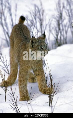 Kanadischer Luchs, Luchs canadensis, Erwachsener steht im Schnee Stockfoto