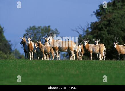 Scimitar Horned Oryx, Oryx Dammah, Herde, dieser Specy ist jetzt ausgestorben in der Wildnis Stockfoto