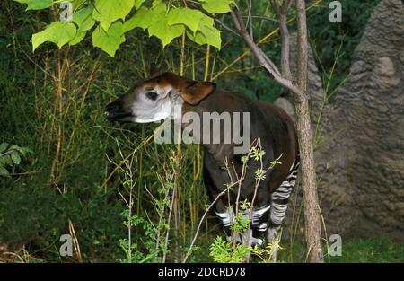 Okapi, Okapia Johnstoni, Weiblich Stockfoto