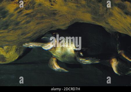 Platypus, Ornithorhynchus Anatinus, Erwachsene im Wasser, Australien Stockfoto