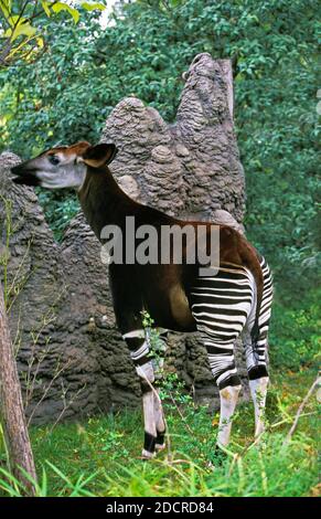 Okapi, Okapia Johnstoni, Weiblich Stockfoto