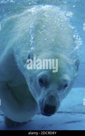 Eisbär, Thalarctos Maritimus, Erwachsenen unter Wasser Stockfoto