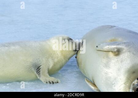 Harp Seal, Pagophilus Groenlandicus, Mutter mit Welpen saugen, Magdalena Island in Kanada Stockfoto