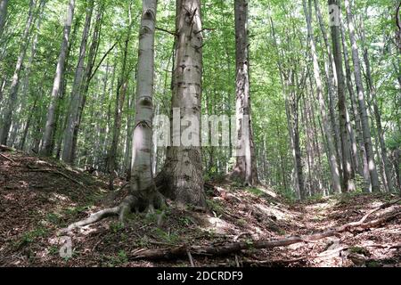 Sommer im Gorce, Buchenwald am Hang des Berges, Sonnenlicht zwischen den Bilgen und Stämmen Stockfoto