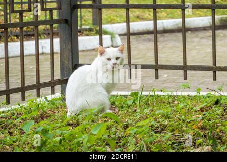 Streunende Katze sitzt auf Rasen in der Nähe von Zaun Stockfoto