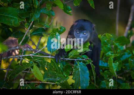 Die Tierwelt Panamas mit einem jungen Mantelbrüllaffen, Alouatta palliata, im Regenwald des Nationalparks Soberania, Republik Panama. Stockfoto