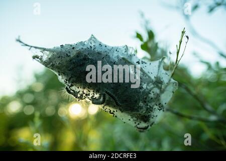 Nest von Spinnweben mit Raupen auf einem Buschzweig, vor einem verschwommenen Himmel Hintergrund, im Sommer. Stockfoto