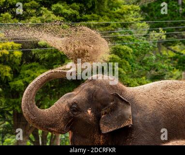 Asiatischer Elefant in Gefangenschaft Stockfoto