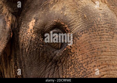 Asiatischer Elefant in Gefangenschaft Stockfoto