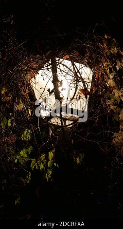 Helles Straßenlicht im Dunkeln, umgeben von herbstlichen Blättern Die Nacht Stockfoto