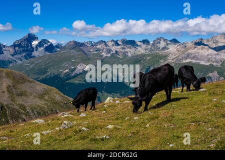 Schwarze Rinder weiden auf den Weiden bei Muottas Muragl, den Bergen des Oberengadins in der Ferne. Stockfoto