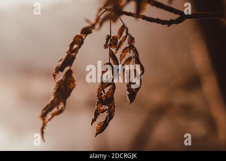Nahaufnahme Pflanze, Blatt Stockfoto