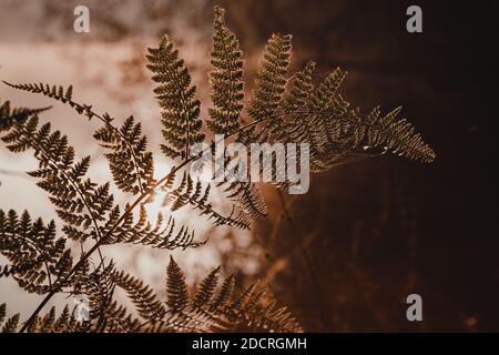 Farn Stockfoto
