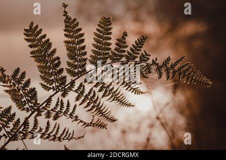 Farn Stockfoto