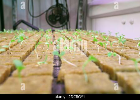 GROSSBRITANNIEN /London / Urban Farm wächst Erbsensprossen unter LED-Beleuchtung. Stockfoto