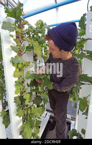 GROSSBRITANNIEN /London / Urban Farms /Salat wächst auf aquaponischer, vertikaler urbaner Farm. Stockfoto