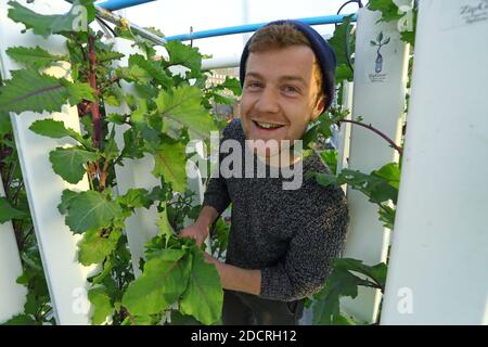GROSSBRITANNIEN /London / Urban Farms /Salat wächst auf aquaponischer, vertikaler urbaner Farm. Stockfoto